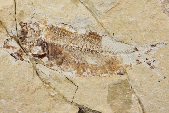 Bargain, Cretaceous Fish (Nematonotus) Fossil - Lebanon #147226